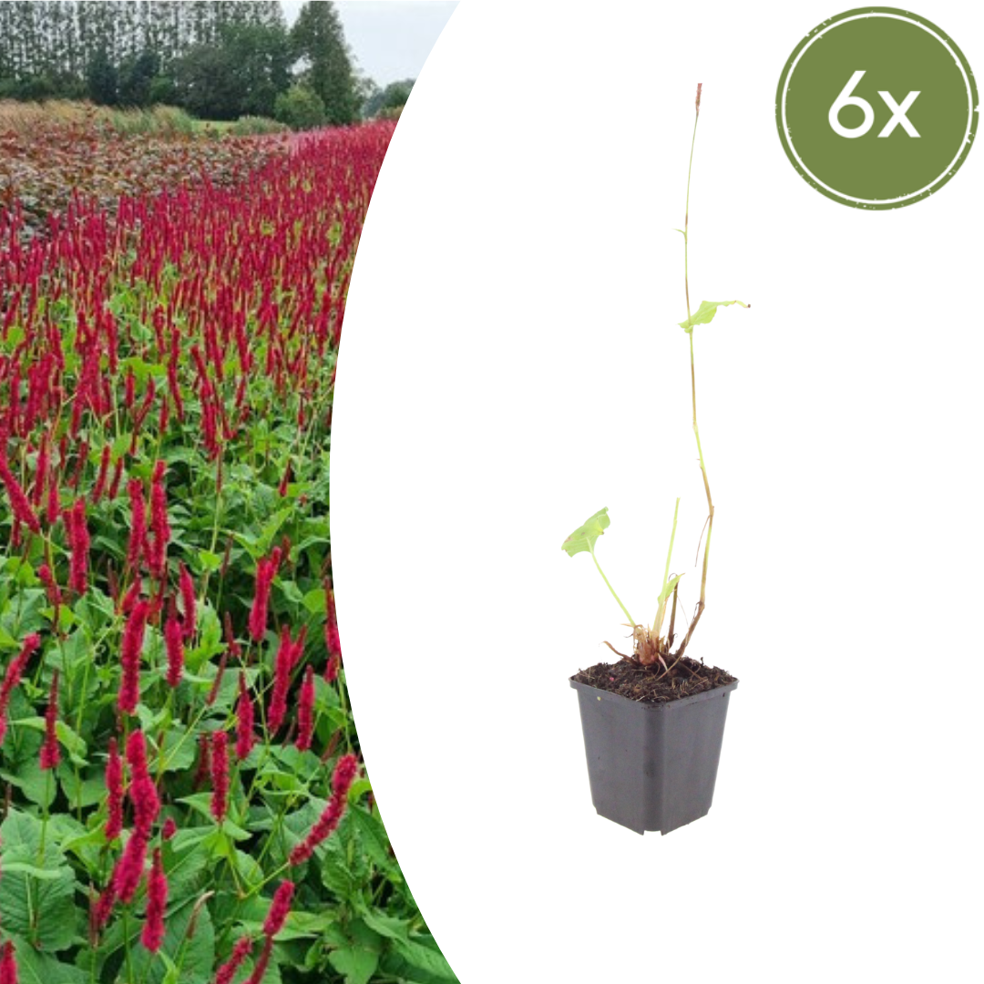 Persicaria amplexicaulis Blackfield – 6 Pflanzen – Ø9cm – Höhe 10-25cm – Winterharte Staude – Dunkelrote Blütenähren – Bienenfreundlich für Beet & Präriegarten