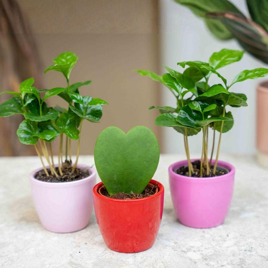 Pflanzen set von 3 mit mini topf - Love - Coffea Arabica - rosa/rot - Ø 6 cm 