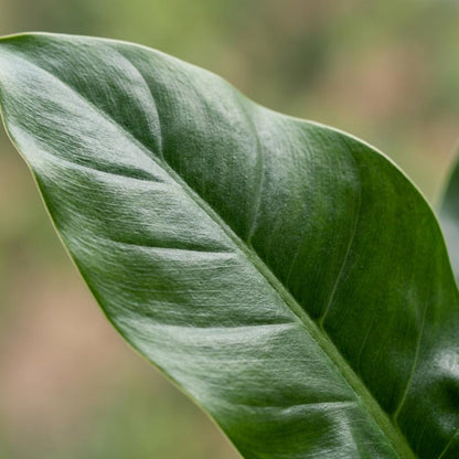 Green boutiQ - Zimmerpflanze - Philodendron - Philodendron Imperial Green - Grün - Pflegeleicht - 1 Pflanze - mit Korb - Topf 19cm - Höhe 65cm 
