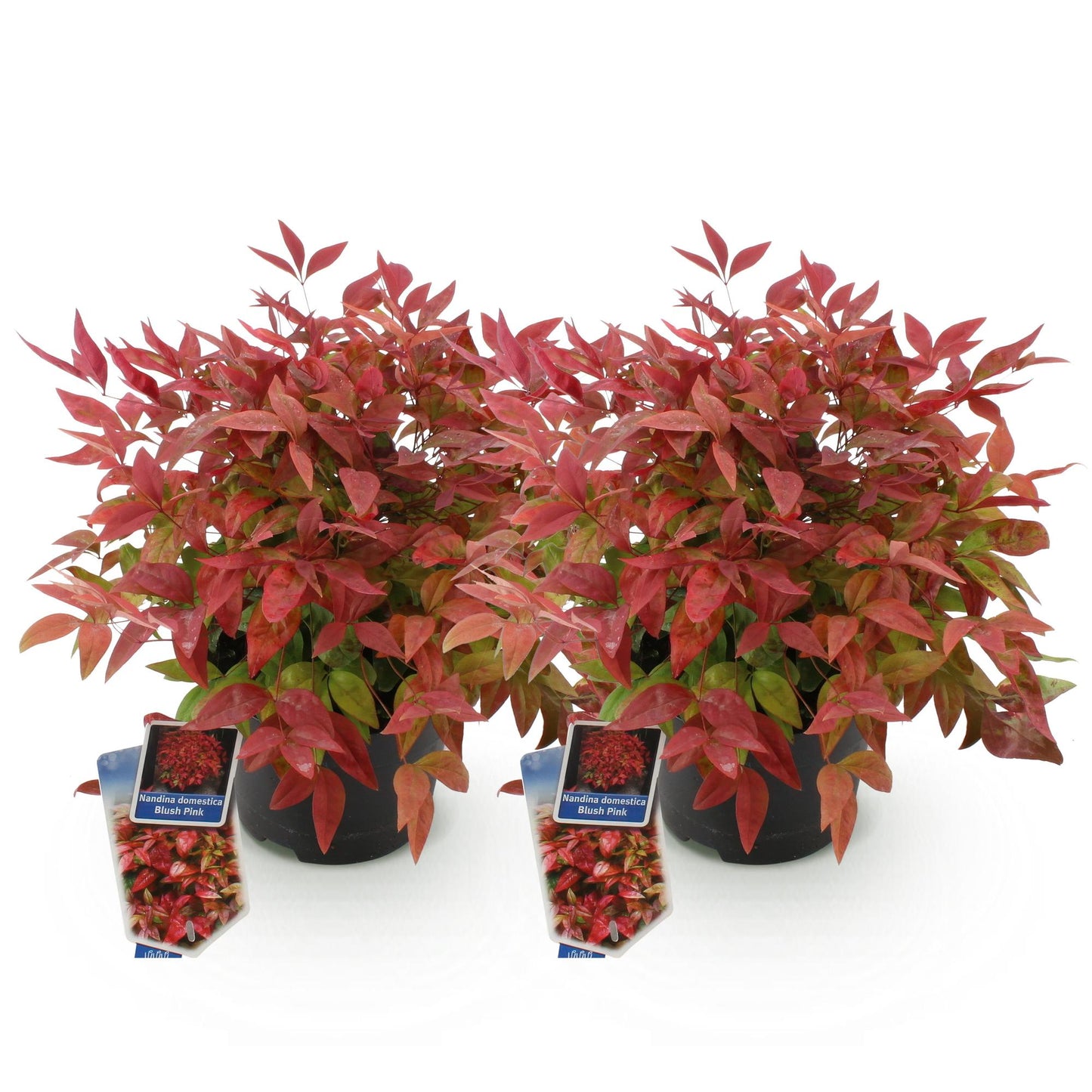 GreenboutiQ - Gartenpflanze - Nandina Blush Pink - Dunkelrosa - 2 Pflanzen - Immergrün - Pflegeleicht - Topf 17cm Höhe 40cm 