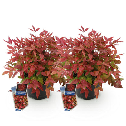GreenboutiQ - Gartenpflanze - Nandina Blush Pink - Dunkelrosa - 2 Pflanzen - Immergrün - Pflegeleicht - Topf 17cm Höhe 40cm 