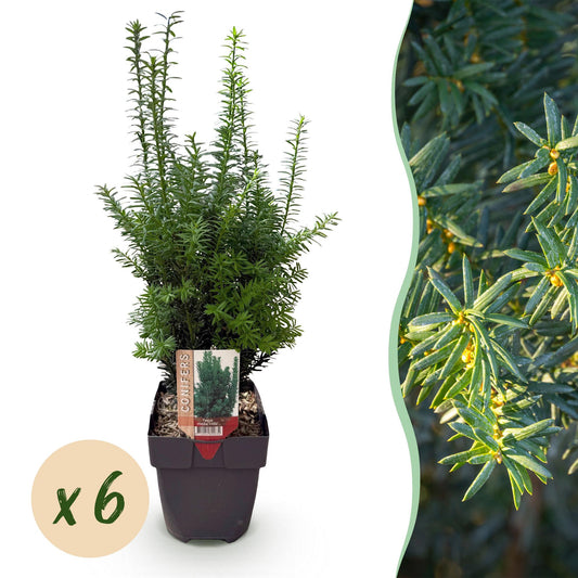 Taxus media Hillii – 6 Pflanzen für 1 Meter Hecke – Immergrün & winterhart – Eibe für dichte, schnittfeste Hecken – Ø17cm – Höhe ca. 60cm – Pflegeleicht 