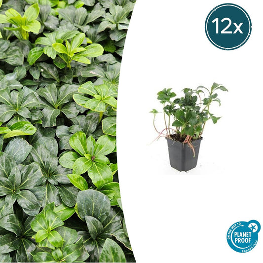 Schattengrün - Pachysandra terminalis 'Green Sheen' - ↕10-25cm - Ø9cm - 12 Pflanzen – Immergrüner Bodendecker – Winterhart & Pflegeleicht