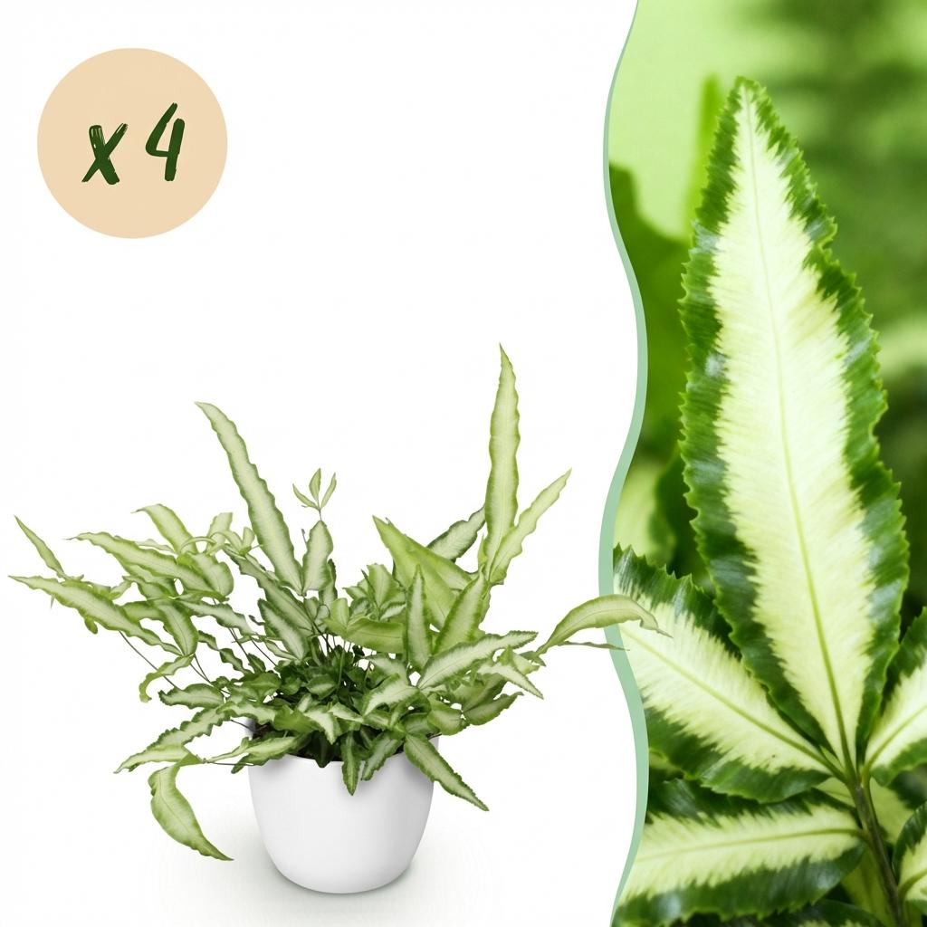 Green boutiQ - Zimmerpflanze - Pteris cretica Albolineata - Schwertfarn - Haustierfreundliche Pflanze - Grün - 4 Pflanzen - mit Potter Weiß - Topf 12cm - Höhe 20cm 