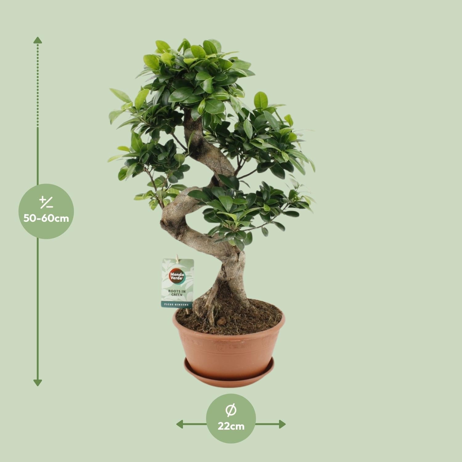 Ficus Ginseng – Chinesische Feige – Zimmerpflanze – Ø22cm – ↕60cm – Pflegeleichter Bonsai-Ficus mit dekorativem Wurzelstamm – Für Wohnzimmer & Büro 
