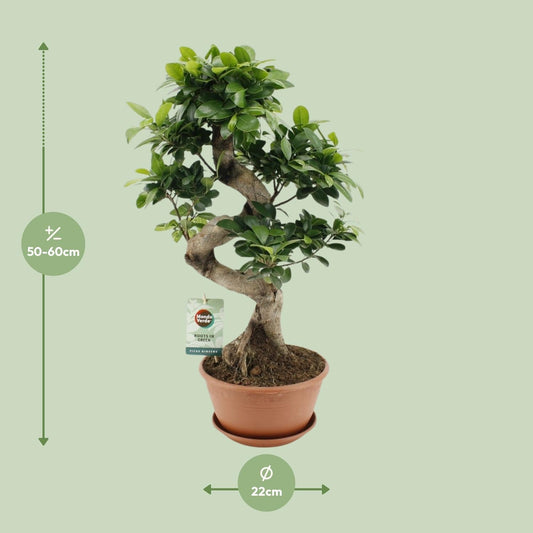 Ficus Ginseng – Chinesische Feige – Zimmerpflanze – Ø22cm – ↕60cm – Pflegeleichter Bonsai-Ficus mit dekorativem Wurzelstamm – Für Wohnzimmer & Büro 
