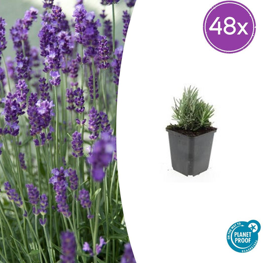 Lavandula angustifolia 'Dwarf Blue' – 48 Pflanzen – ↕10-25 cm – Ø9 cm – Kompakter Lavendel – Duftend & Bienfreundlich – Winterhart & Trockenheitsresistent 