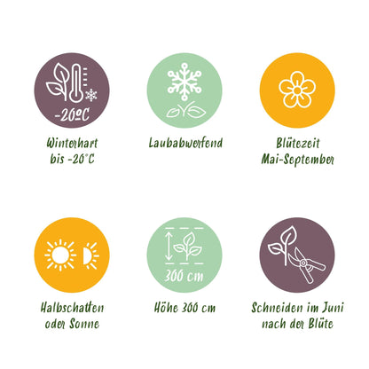 Kletterpflanze Clematis Tricolour – Mehrfarbige Blüten Rosa Weiß Lila – Wenig Pflege – 3 Pflanzen – 11 cm Höhe 40 cm – Für Garten, Balkon & Pergolen 