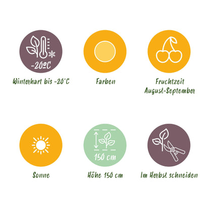 Himbeere Rubus idaeus Fallgold winterhart 3 Pflanzen Ø9cm Höhe30cm – Gelbe Himbeere für Garten Beet Balkon & Terrasse – Süß & aromatisch 