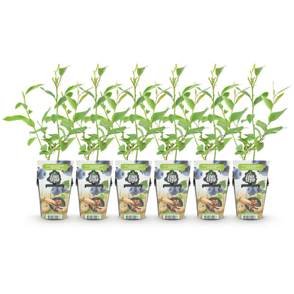 Blaubeere Vaccinium corymbosum Goldtraube winterhart 6 Pflanzen Ø9cm Höhe30cm – Ertragreiche Heidelbeere für Garten Balkon & Terrasse 