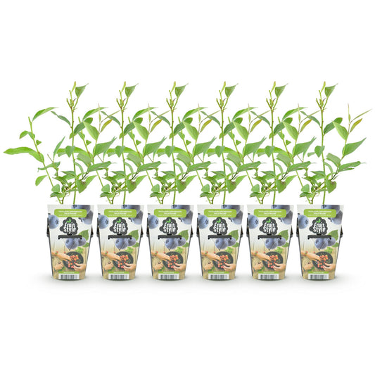 Blaubeere Vaccinium corymbosum Goldtraube winterhart 6 Pflanzen Ø9cm Höhe30cm – Ertragreiche Heidelbeere für Garten Balkon & Terrasse 