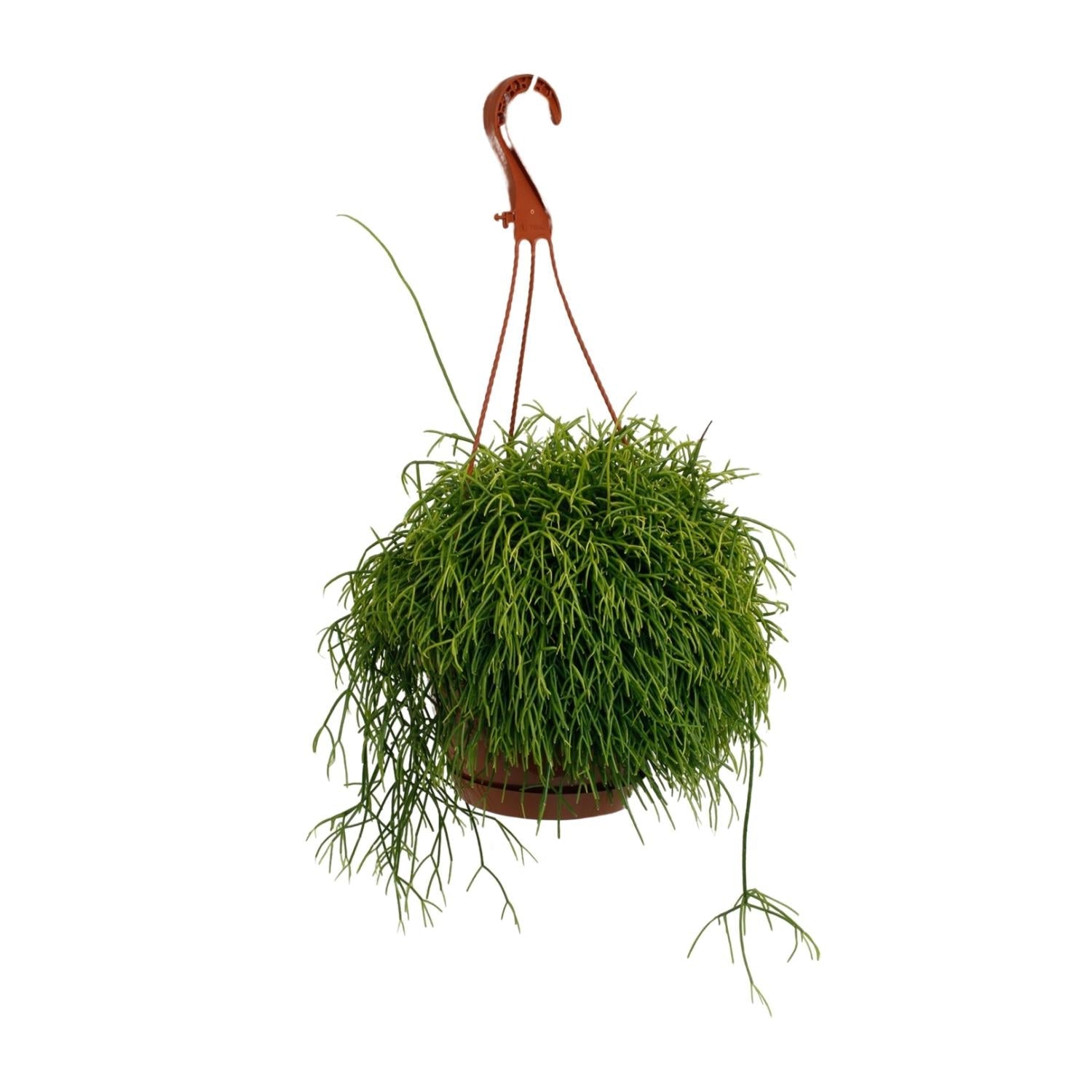 Korallenkaktus - Rhipsalis Cassutha - Zimmerpflanze - Ø17cm - ↕45cm 
