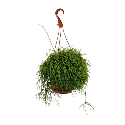 Korallenkaktus - Rhipsalis Cassutha - Zimmerpflanze - Ø17cm - ↕45cm 