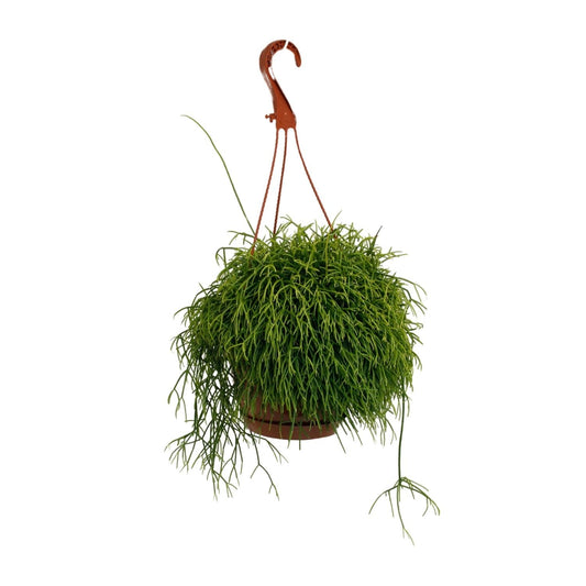Korallenkaktus - Rhipsalis Cassutha - Zimmerpflanze - Ø17cm - ↕45cm 
