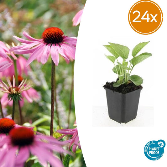 Echinacea purpurea 'Magnus' – 24 Pflanzen – ↕10-25cm – Ø9cm – Purpur-Sonnenhut Staude – Blüte Juli–September – Bienen- & Schmetterlingsfreundlich – Sonniger Standort