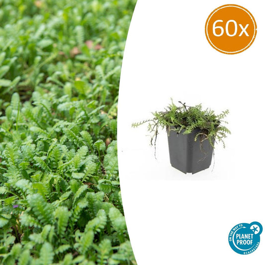 Fiederpolster - Leptinella squalida - ↕10-25cm - Ø9cm - 60 Stück – Immergrüner Bodendecker – Farnartige Blätter – Schattentolerant & Pflegeleicht
