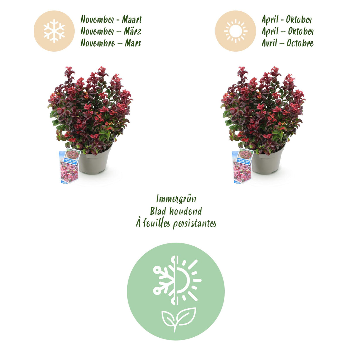 GreenboutiQ - Gartenpflanze - Leucothoe Curly Red - Rot - 2 Pflanzen - Immergrün - Wenig Pflege - Topf 17cm Höhe 40cm 