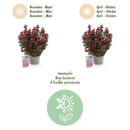 GreenboutiQ - Gartenpflanze - Leucothoe Curly Red - Rot - 2 Pflanzen - Immergrün - Wenig Pflege - Topf 17cm Höhe 40cm 