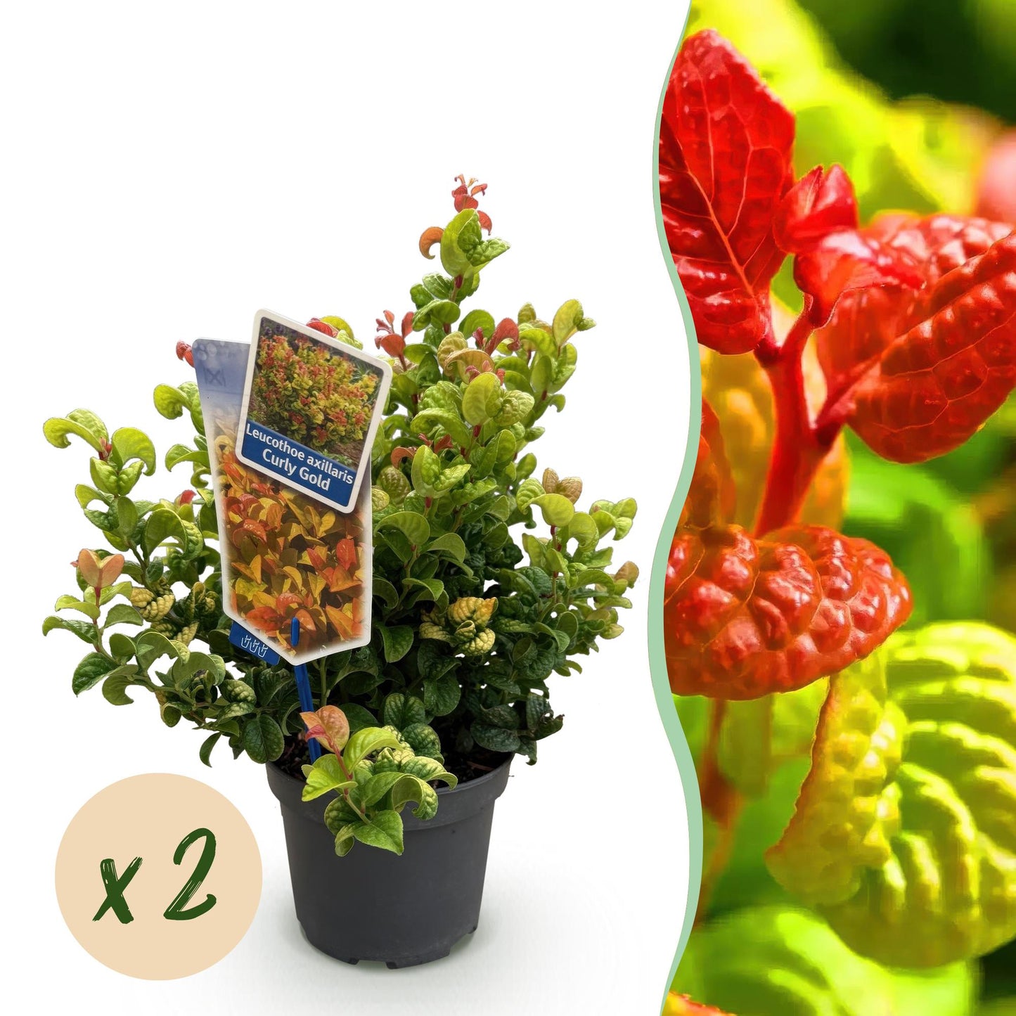 GreenboutiQ - Gartenpflanze - Leucothoe Curly Gold - Gelb - 2 Pflanzen - Immergrün - Wenig Pflege - Topf 17cm Höhe 40cm 