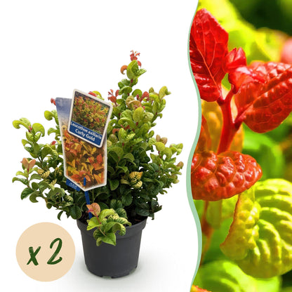 GreenboutiQ - Gartenpflanze - Leucothoe Curly Gold - Gelb - 2 Pflanzen - Immergrün - Wenig Pflege - Topf 17cm Höhe 40cm 