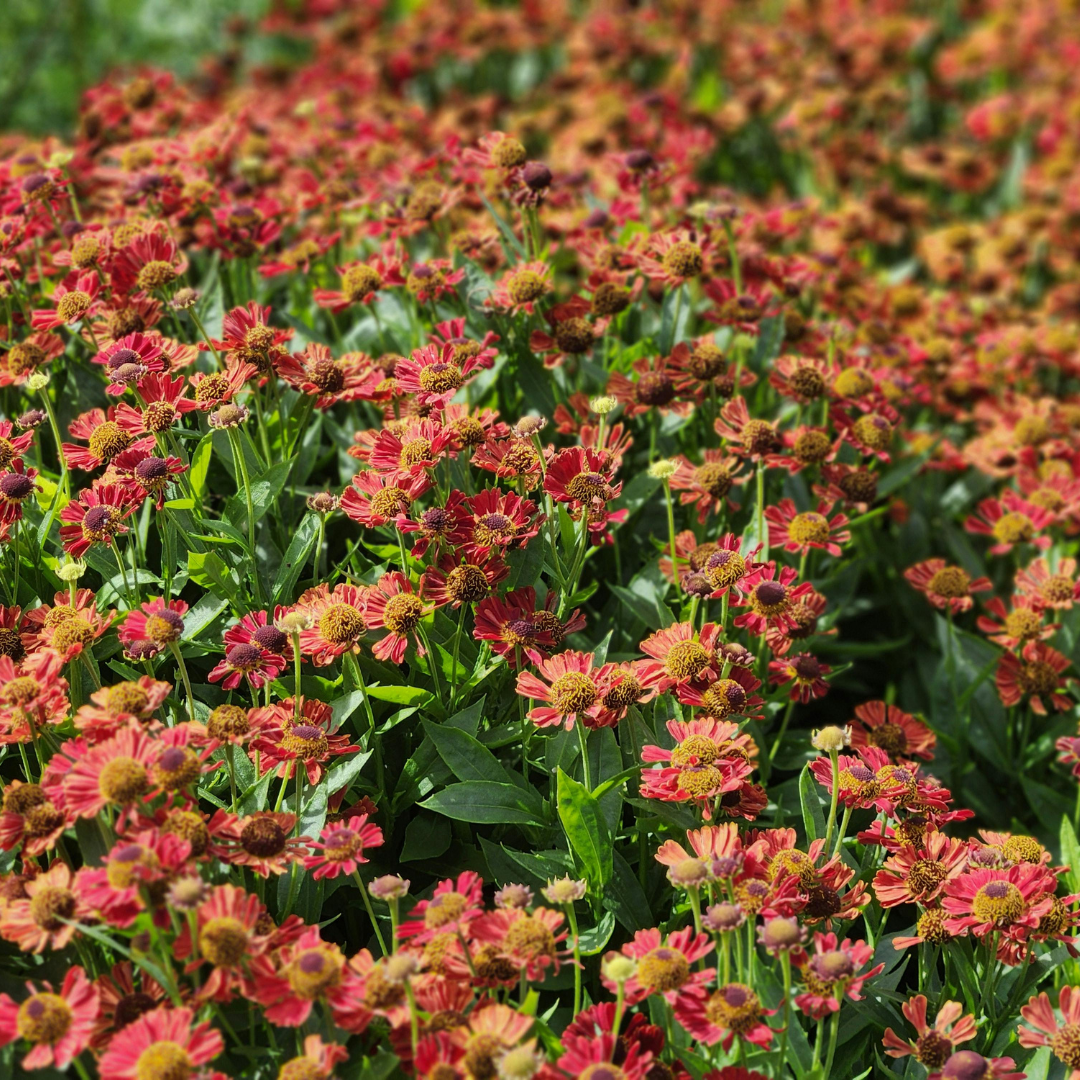 Helenium Moerheim Beauty – 12 Pflanzen – Ø9cm – Höhe 10-25cm – Sonnenbraut Staude – Gelb Orange Sommerblüher – Winterhart für Beet & Präriegarten