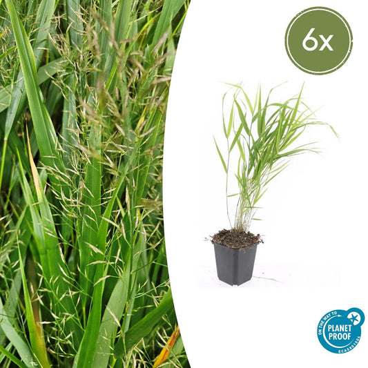 Japan-Zwergschilf Hakonechloa macra – ↕10-25cm – Ø9cm – 6 Pflanzen – Elegantes, winterhartes Ziergras für schattige Gärten – Bodendecker & Gartendekoration