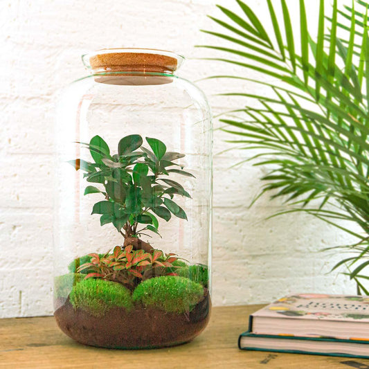 Flaschengarten - DIY Bausatz - Terrarium - Sven Bonsai - ↕43cm