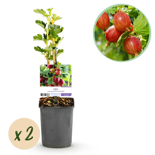 Stachelbeere - Ribes uva-crispa Hinnomäki Rot - Obstpflanze - Rote Beere - 2 Pflanzen - Topf 11cm Höhe 40cm 