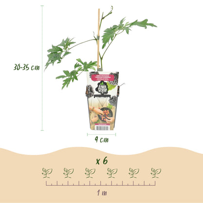 Immergrüne Brombeere Rubus fruticosus Thornless Evergreen frosthart 3 Pflanzen Ø9cm Höhe30cm – Dornenlose schwarze Brombeere für Garten & Balkon 