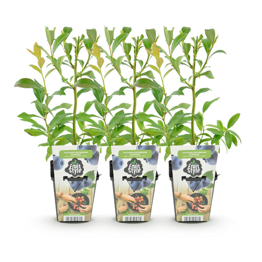 Blaubeere Vaccinium corymbosum Bluegold winterhart 3 Pflanzen Ø9cm Höhe 30cm – Aromatische Heidelbeere für Garten Balkon & Terrasse 