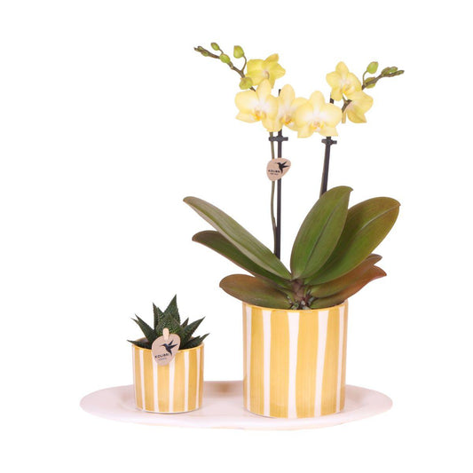 Ostergeschenkset Klein - Grüne Pflanze mit gelber Phalaenopsis-Orchidee in Painted Stripe Übertöpfen auf weißem organischen Tablett 