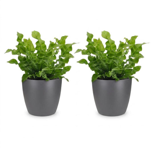 Krauser Wellenfarn 'Crispy Wave' – Asplenium nidus 'Crispy Wave' – 2 Pflanzen – Topf Ø12cm – Höhe 30cm – Ansicht 2