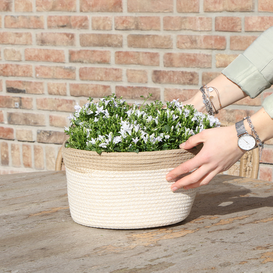 Campanula Addenda Ambella weiß - Baumwollschale mit Campanula mit Bewässerungssystem - 3 Stück - Glockenblume weiß - Topfgröße 12cm