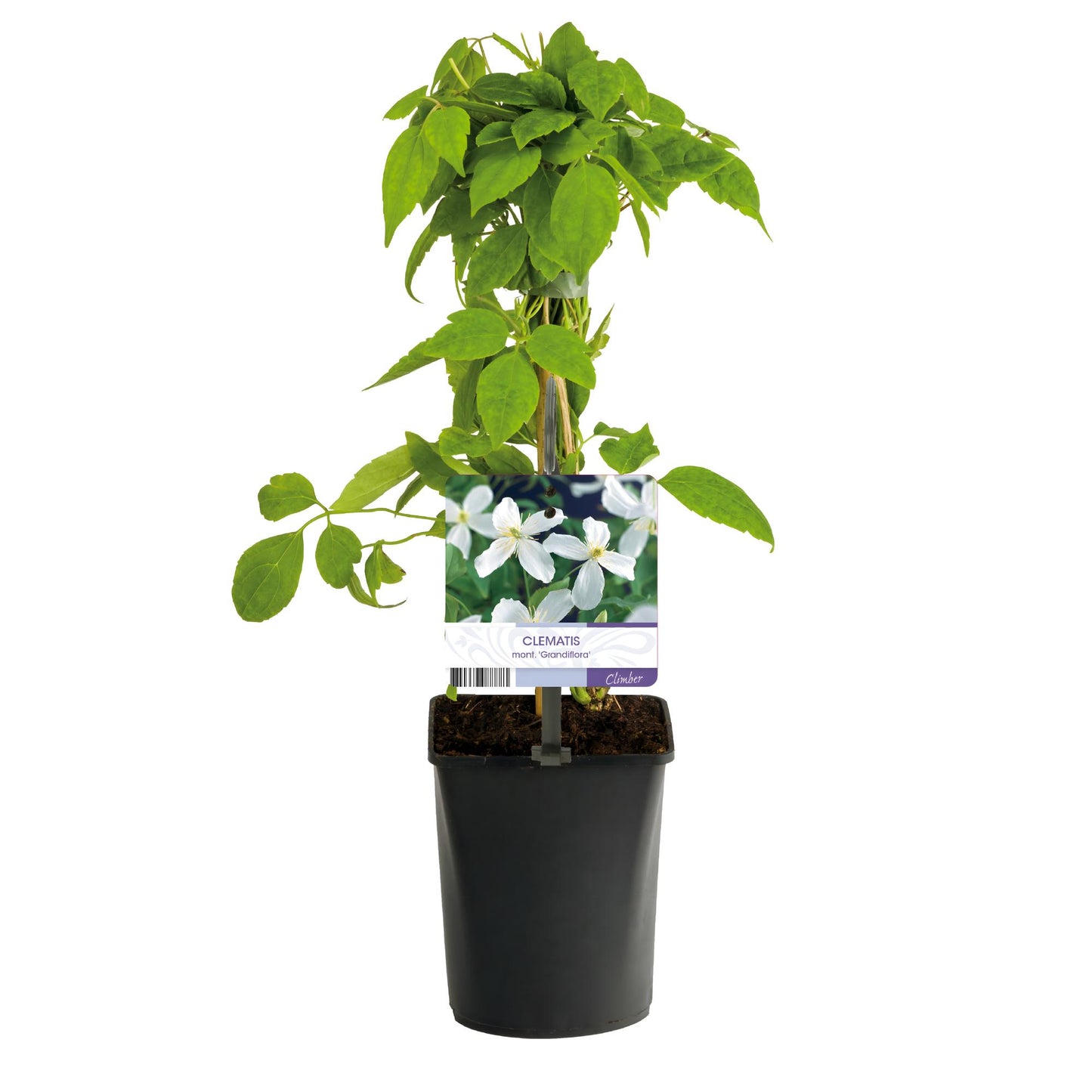 Kletterpflanze - Clematis montana Grandiflora - Blüte Weiß - Frühblühend - Pflegeleicht - 2 Pflanzen - Topf 11cm Höhe 40cm