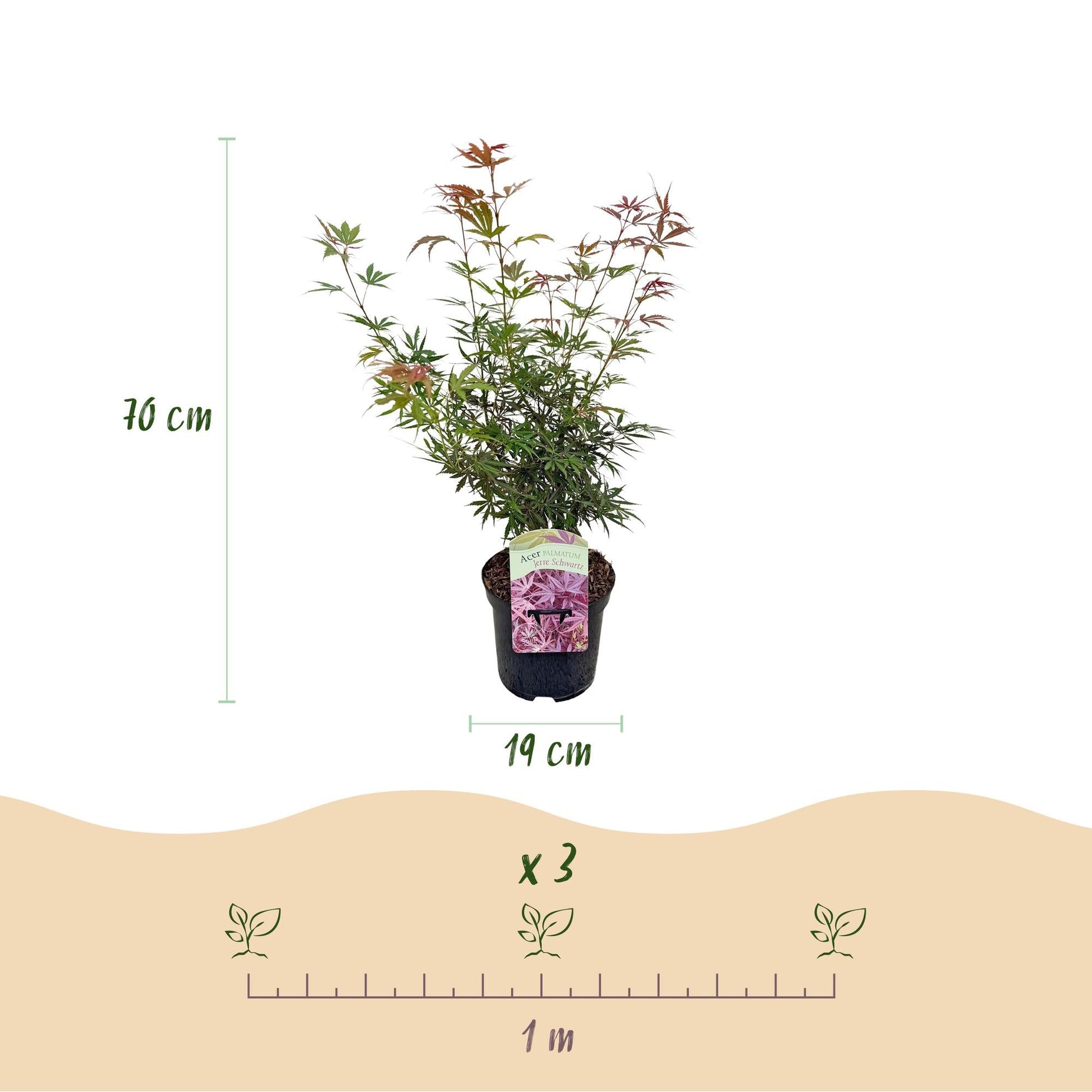 Japanischer Ahorn Acer palmatum 'Jerre Schwartz' – Dunkelrot – Balkon- & Gartenpflanze – Ø19 cm Topf – Ca. 70 cm hoch – Kompakter Zierahorn mit elegantem Farbspiel 
