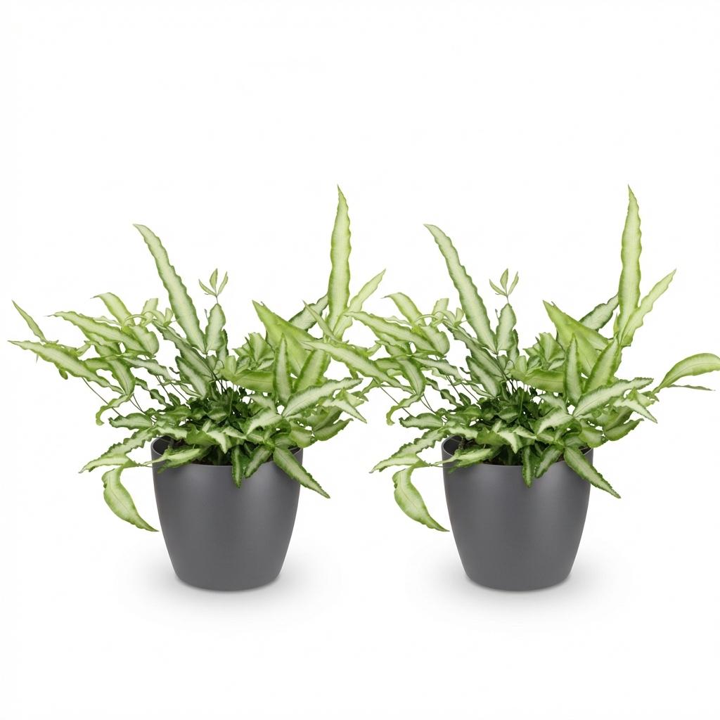 Green boutiQ - Zimmerpflanze - Pteris cretica Albolineata - Schwertfarn - Haustierfreundliche Pflanze - Grün - 2 Pflanzen - mit Potter Grau - Topf 12cm - Höhe 20cm 