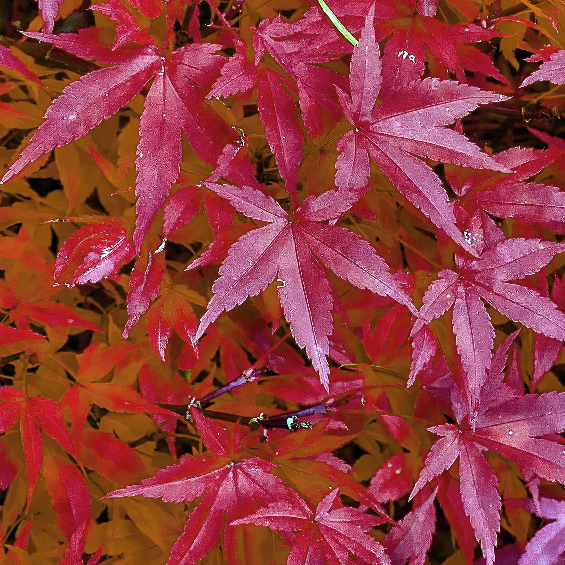Japanischer Ahorn – Acer palmatum 'Pink Dwarf' – 2 Pflanzen – ca. 70 cm hoch – Topf Ø19 cm – rosa Laubaustrieb – kompakter Wuchs – Balkon- & Gartenpflanze 