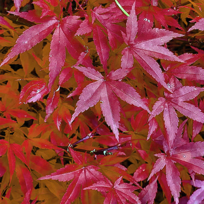 Japanischer Ahorn – Acer palmatum 'Pink Dwarf' – 2 Pflanzen – ca. 70 cm hoch – Topf Ø19 cm – rosa Laubaustrieb – kompakter Wuchs – Balkon- & Gartenpflanze 