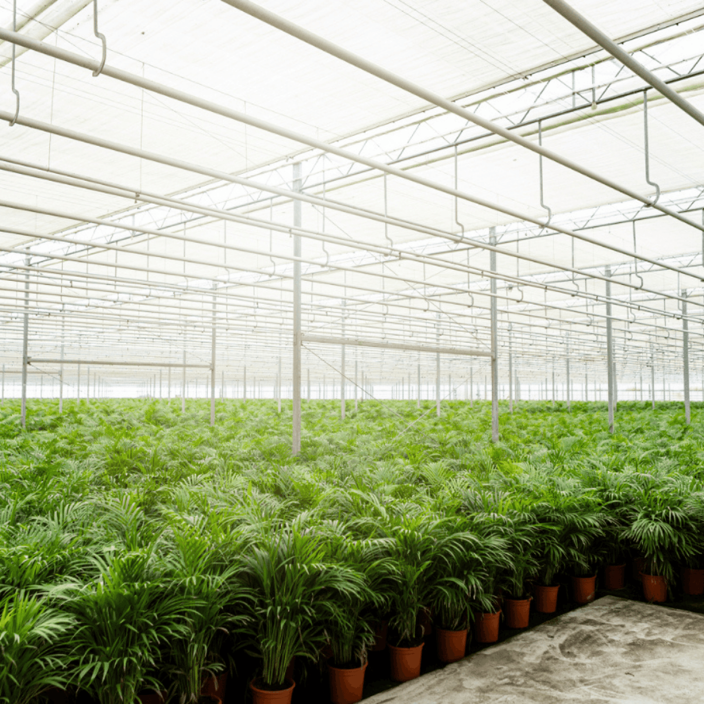 Areca-Palme - Ø17cm - ↕70cm 