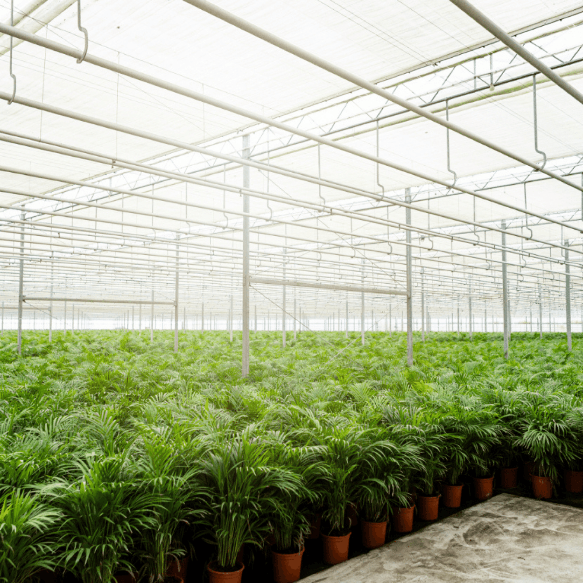 Areca-Palme - Ø17cm - ↕70cm 