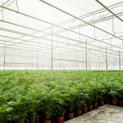 Areca-Palme - Ø17cm - ↕70cm 