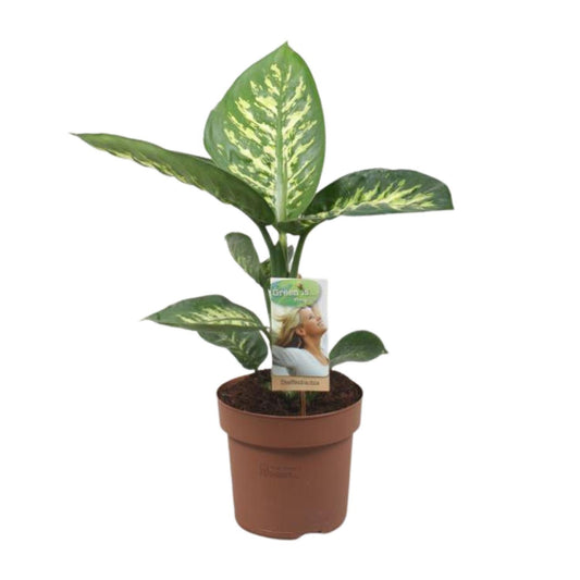 Dieffenbachia Tropic Snow - Ø17cm - ↕60cm 