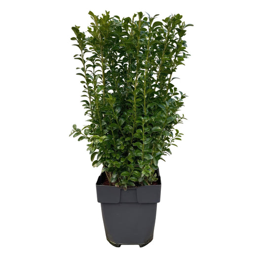 Gewöhnlicher Buchsbaum - Buxus sempervirens - Blatt grün - 6 Pflanzen - Heckenpflanze - 1 laufender Meter - immergrün - Topf 17cm Höhe 45cm 
