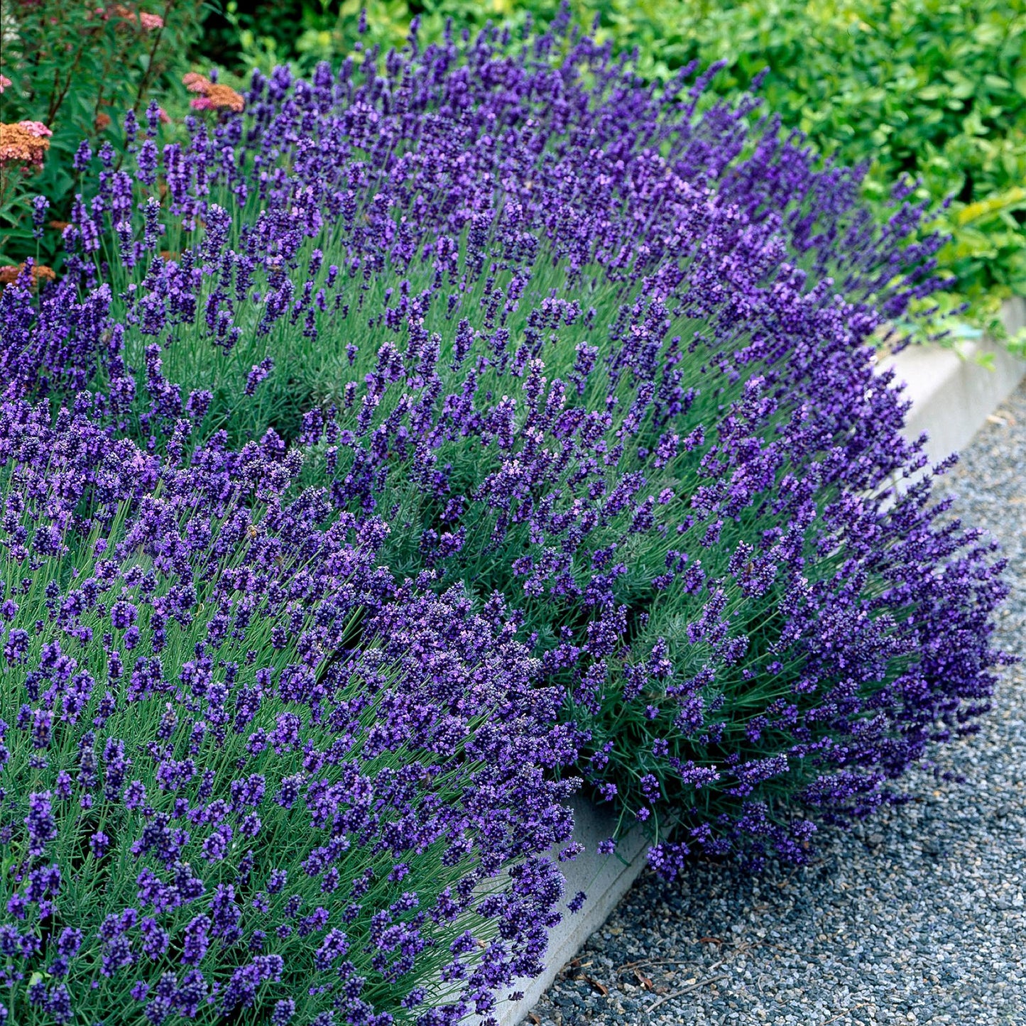 Echter Lavendel Lavandula angustifolia Hidcote – Heckenpflanze – Graues Blatt – 6 Pflanzen – 1  laufender Meter – Immergrün – 17 cm Höhe 30 cm – Duftpflanze & Bienenfreundlich 
