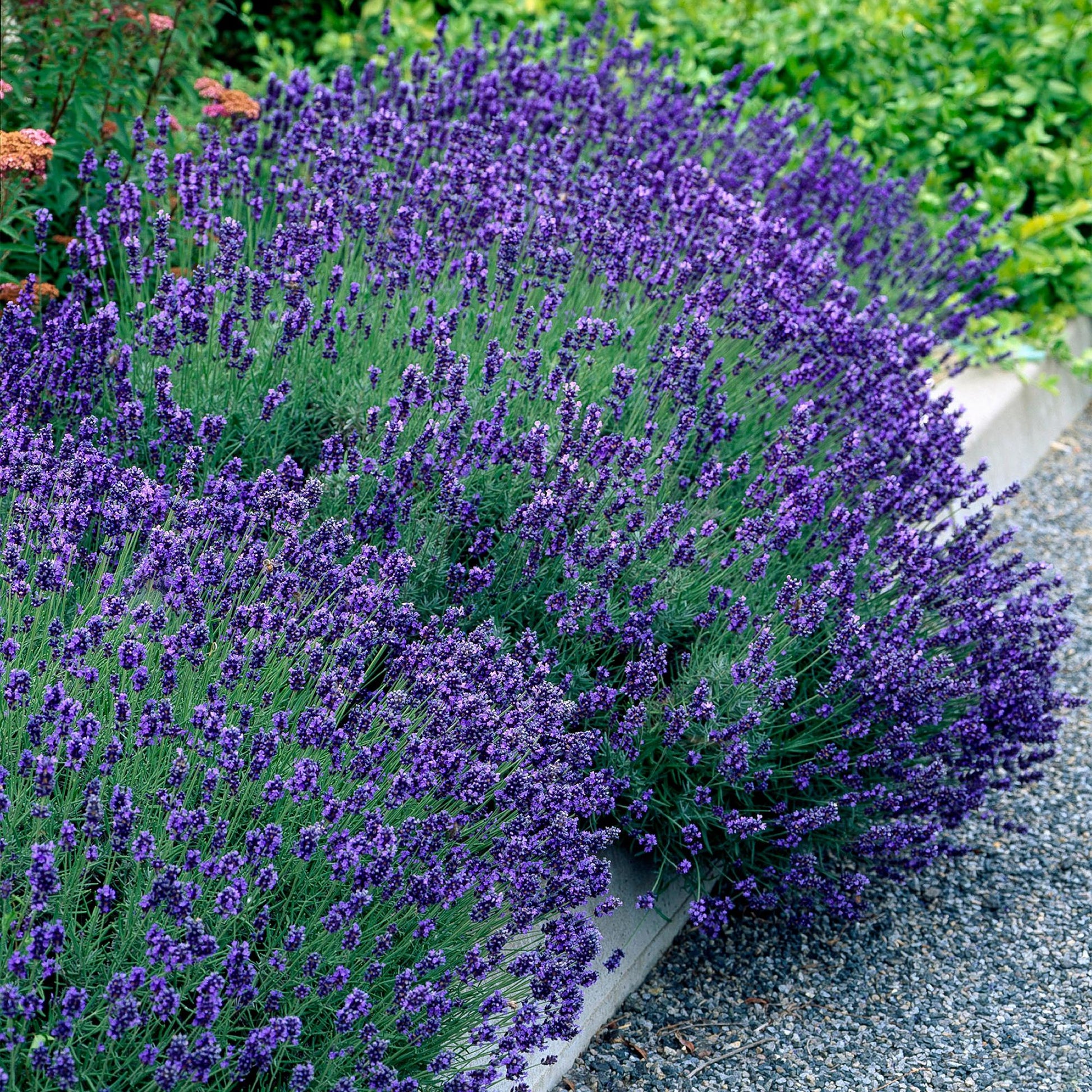 Echter Lavendel Lavandula angustifolia Hidcote – Heckenpflanze – Graues Blatt – 6 Pflanzen – 1  laufender Meter – Immergrün – 17 cm Höhe 30 cm – Duftpflanze & Bienenfreundlich 