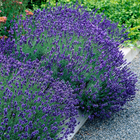 Echter Lavendel Lavandula angustifolia Hidcote – Heckenpflanze – Graues Blatt – 6 Pflanzen – 1  laufender Meter – Immergrün – 17 cm Höhe 30 cm – Duftpflanze & Bienenfreundlich 