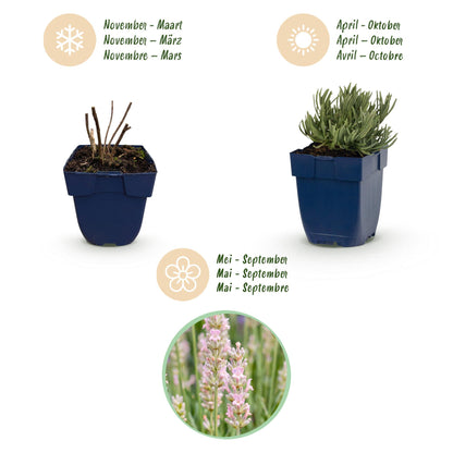 Lavendel 'Rosea' – Lavandula angustifolia 'Rosea' – 6 Pflanzen – Topf Ø11cm – Bienenfreundliche Staude für Garten & Balkon