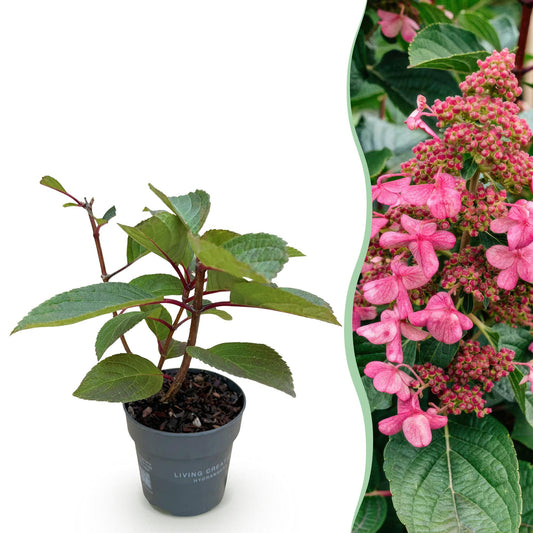 Rispenhortensie Hydrangea paniculata Living Infinity – winterhart – weiß bis hellrosa – 12cm Höhe 20-30cm – kompakter Wuchs, Blüte Spätsommer bis Herbst – für Beet, Hecke, Kübel, Balkon & Terrasse 