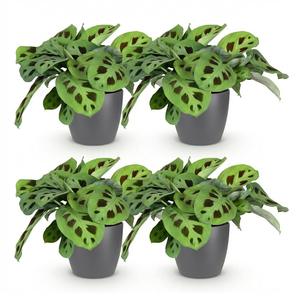 Green boutiQ - Zimmerpflanze - Maranta Fascinator Kerchoveana - Zebrapflanze - Haustierfreundliche Pflanze - Grün - 4 Pflanzen - mit Potter Grau - Topf 12cm - Höhe 25cm 