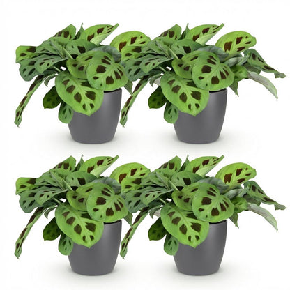 Green boutiQ - Zimmerpflanze - Maranta Fascinator Kerchoveana - Zebrapflanze - Haustierfreundliche Pflanze - Grün - 4 Pflanzen - mit Potter Grau - Topf 12cm - Höhe 25cm 
